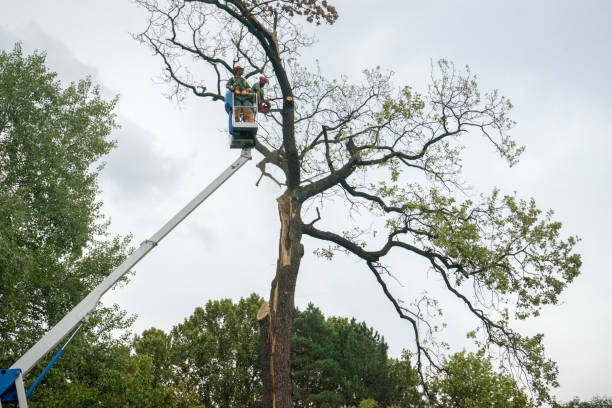 Round Lake, IL  Tree Services Company